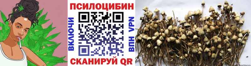 Галлюциногенные грибы Cubensis  сколько стоит  Макаров 